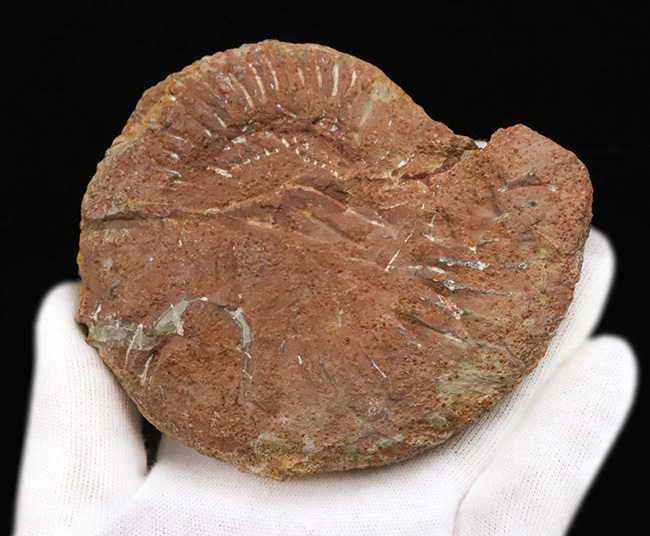 ドイツ・センゲンタールのフランケンジュラから採集された、ジュラ紀の