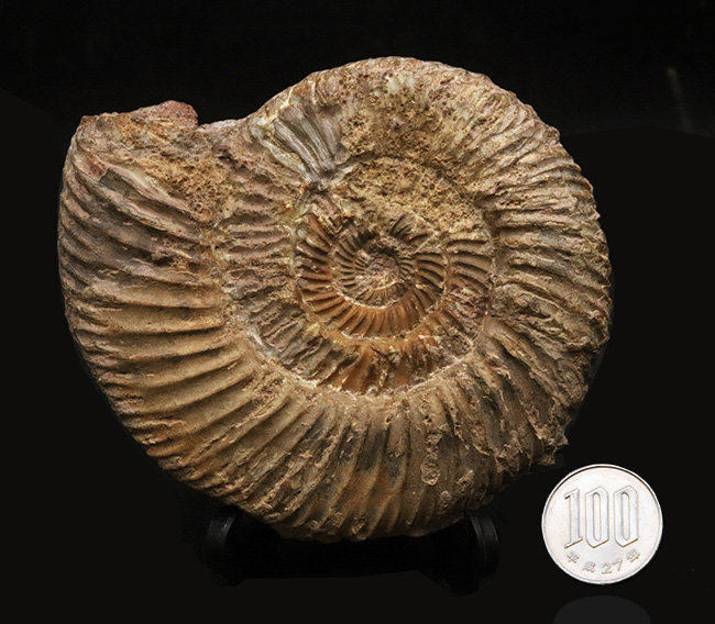 ドイツ産　ジュラ紀　アンモナイト　２点 ドイツ産 ジュラ紀 アンモナイト 2点 特徴的な縫合線模様は必見