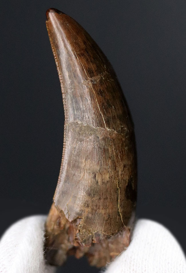 非常に美しいエナメル質と鋭いセレーションが保存されたティラノサウルス・レックス（Tyrannosaurus rex）の幼体の歯化石（その1）