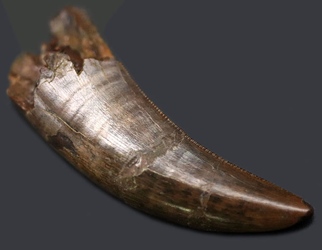 非常に美しいエナメル質と鋭いセレーションが保存されたティラノサウルス・レックス(Tyrannosaurus rex)の幼体の歯化石(その2)