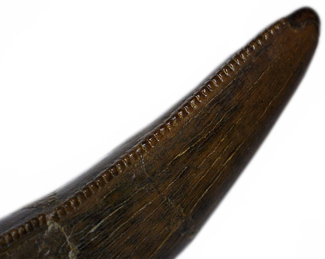 非常に美しいエナメル質と鋭いセレーションが保存されたティラノサウルス・レックス(Tyrannosaurus rex)の幼体の歯化石(その7)