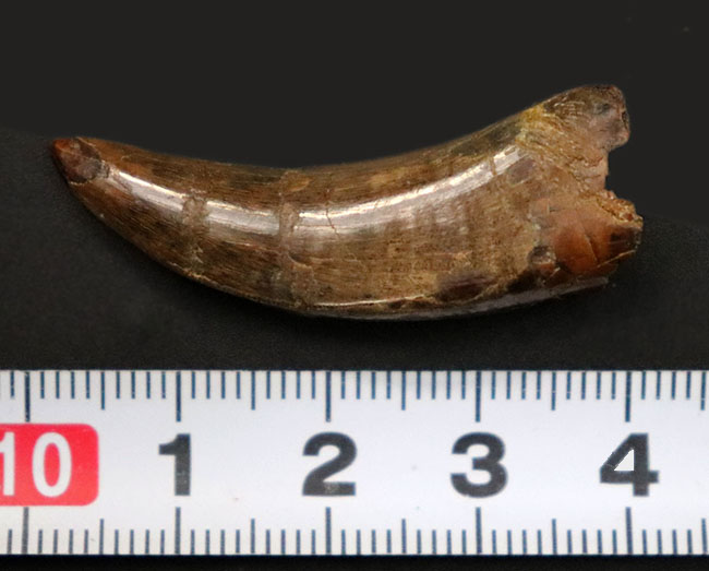 非常に美しいエナメル質と鋭いセレーションが保存されたティラノサウルス・レックス(Tyrannosaurus rex)の幼体の歯化石(その8)
