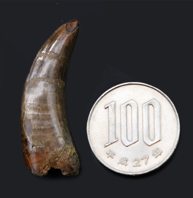 非常に美しいエナメル質と鋭いセレーションが保存されたティラノサウルス・レックス(Tyrannosaurus rex)の幼体の歯化石(その9)