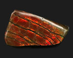 濃い赤を呈します！カナダ・アルバータ州で採取された宝石、アンモライト（Ammolite）を使ったピンブローチ