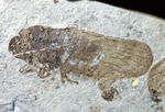 保存状態良好、翅脈が残された羽を持つセミと思しき昆虫の化石。