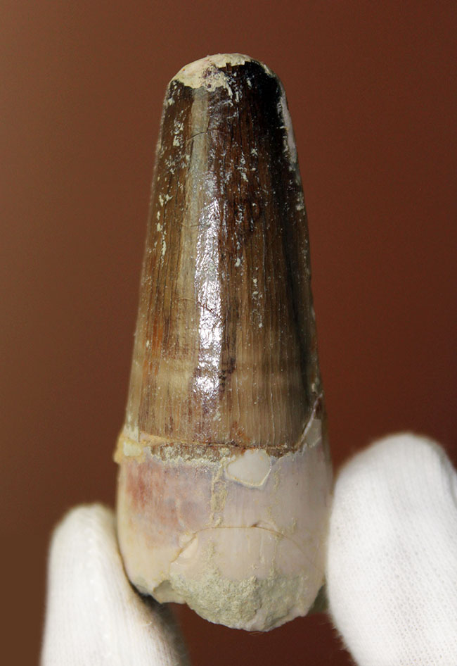 恐竜ファンへのプレゼントにも最適!スピノサウルスの歯化石(Spinosaurus)(その1)