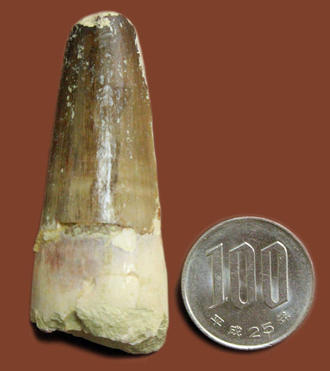 恐竜ファンへのプレゼントにも最適!スピノサウルスの歯化石(Spinosaurus)(その10)