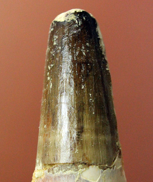 恐竜ファンへのプレゼントにも最適!スピノサウルスの歯化石(Spinosaurus)(その2)