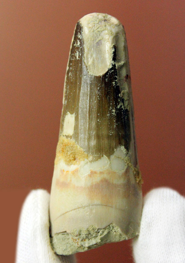 恐竜ファンへのプレゼントにも最適!スピノサウルスの歯化石(Spinosaurus)(その7)