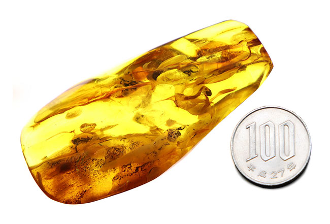 めったに見ないサイズ!20グラムを超える特大のバルティックアンバー(Amber)。極めて透明度高し!(その12)