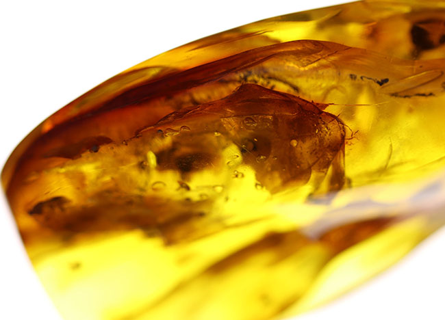 めったに見ないサイズ!20グラムを超える特大のバルティックアンバー(Amber)。極めて透明度高し!(その4)