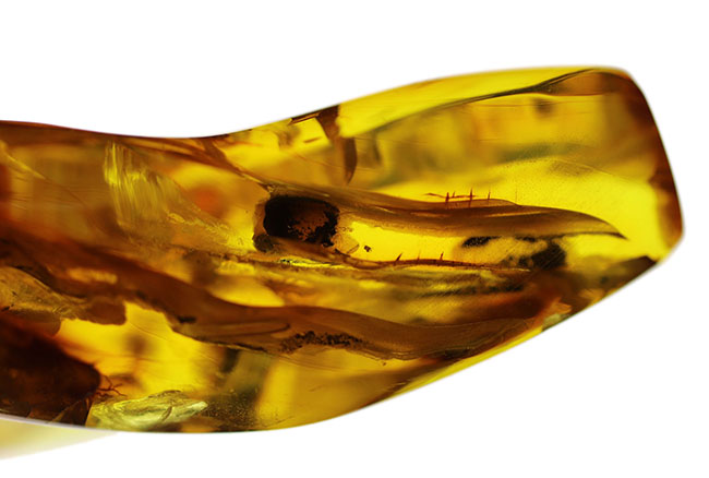 めったに見ないサイズ!20グラムを超える特大のバルティックアンバー(Amber)。極めて透明度高し!(その5)