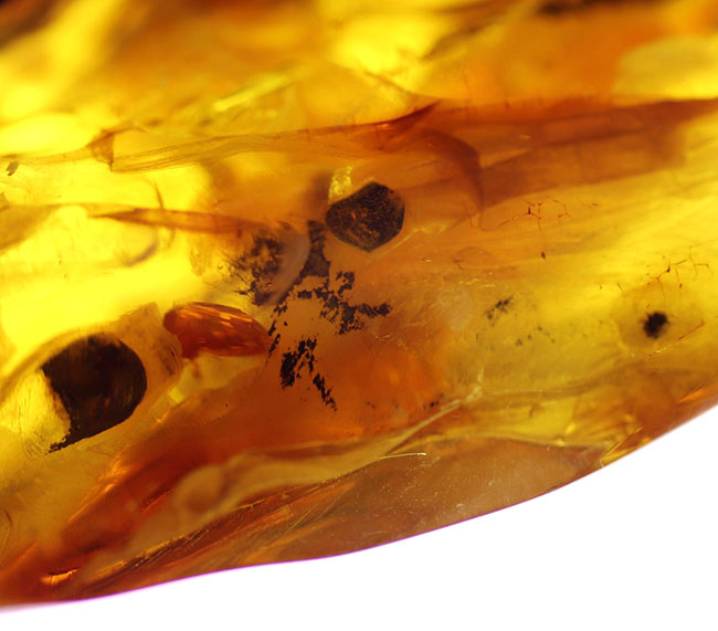 めったに見ないサイズ!20グラムを超える特大のバルティックアンバー(Amber)。極めて透明度高し!(その7)