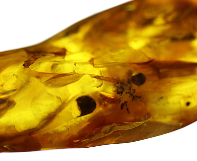 めったに見ないサイズ!20グラムを超える特大のバルティックアンバー(Amber)。極めて透明度高し!(その8)