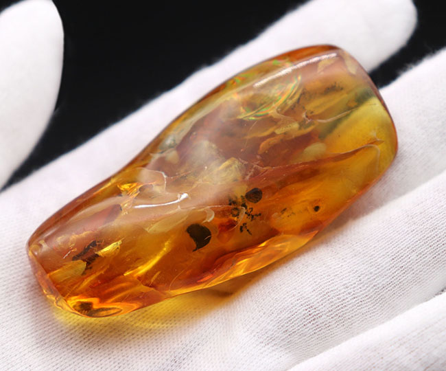 めったに見ないサイズ!20グラムを超える特大のバルティックアンバー(Amber)。極めて透明度高し!(その9)