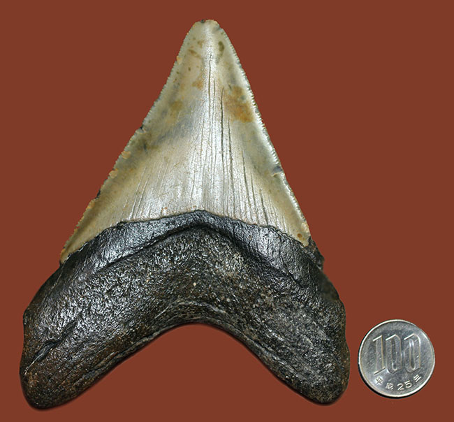 古代の海の支配者、絶滅古代鮫、メガロドンの歯化石（その12）