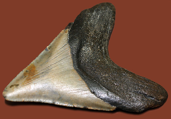 古代の海の支配者、絶滅古代鮫、メガロドンの歯化石 海のモンスター 販売
