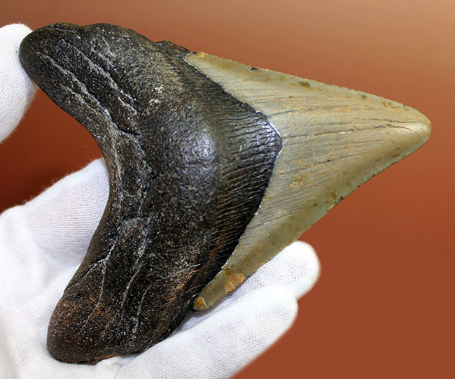 古代の海の支配者、絶滅古代鮫、メガロドンの歯化石 海のモンスター 販売