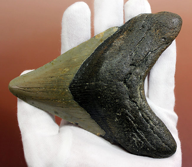 古代の海の支配者、絶滅古代鮫、メガロドンの歯化石 海のモンスター 販売