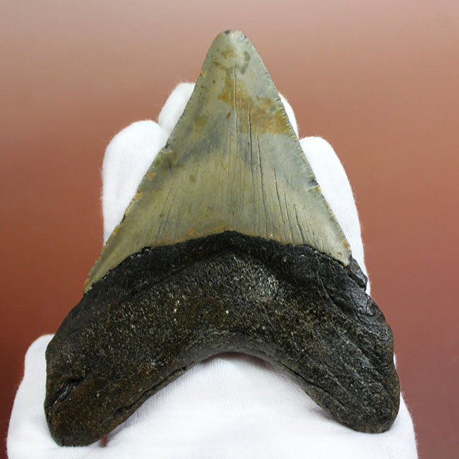 古代の海の支配者 絶滅古代鮫 メガロドンの歯化石 海のモンスター 販売