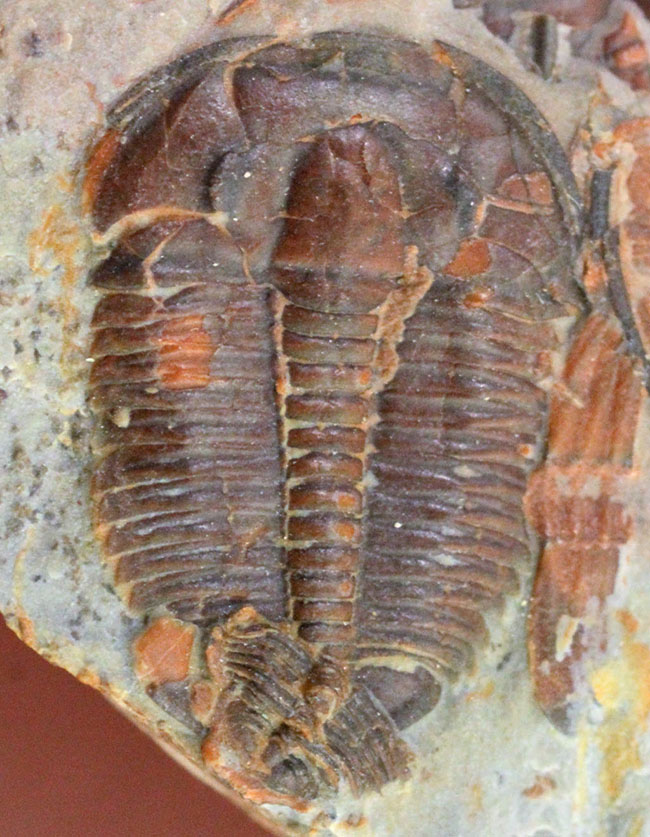 非常に希少な逸品!カンブリア紀の緑藻類(Margaretia dorus)と三葉虫エルラシア・キンギ(Elrathia kingi)(その7)