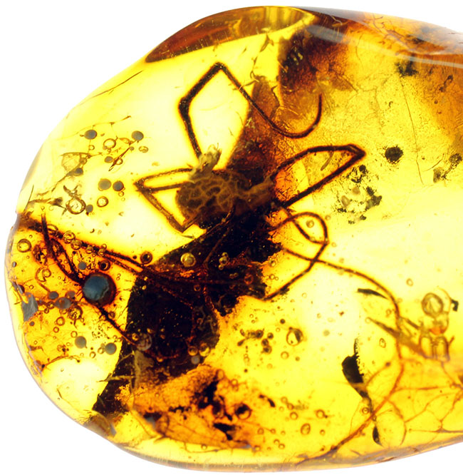 透明度高し、大きな蜘蛛が内包されたバルト海産の琥珀（Amber）（その1）