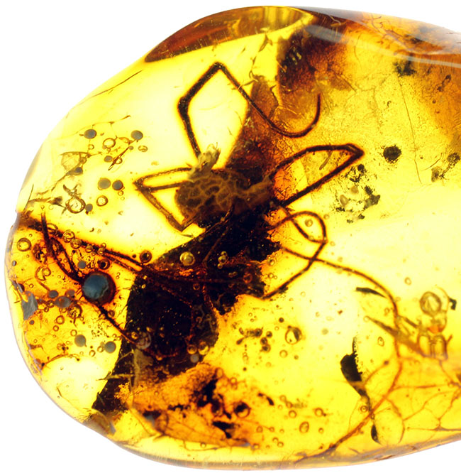 透明度高し、大きな蜘蛛が内包されたバルト海産の琥珀(Amber)(その1)