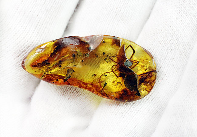 透明度高し、大きな蜘蛛が内包されたバルト海産の琥珀（Amber）（その10）
