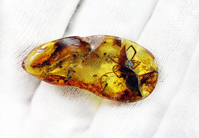 透明度高し、大きな蜘蛛が内包されたバルト海産の琥珀(Amber)(その10)