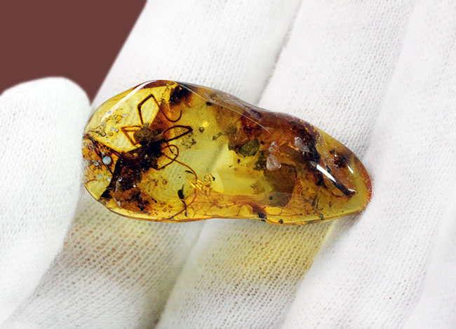 透明度高し、大きな蜘蛛が内包されたバルト海産の琥珀(Amber)(その11)