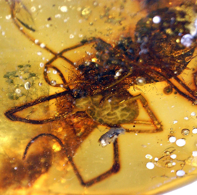 透明度高し、大きな蜘蛛が内包されたバルト海産の琥珀（Amber）（その12）