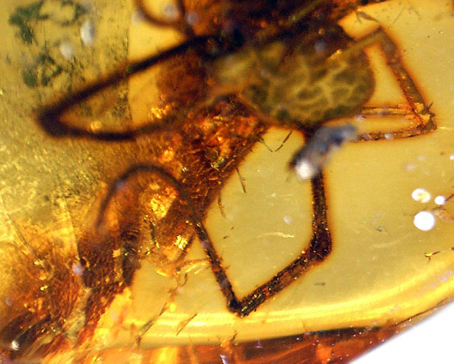 透明度高し、大きな蜘蛛が内包されたバルト海産の琥珀(Amber)(その13)