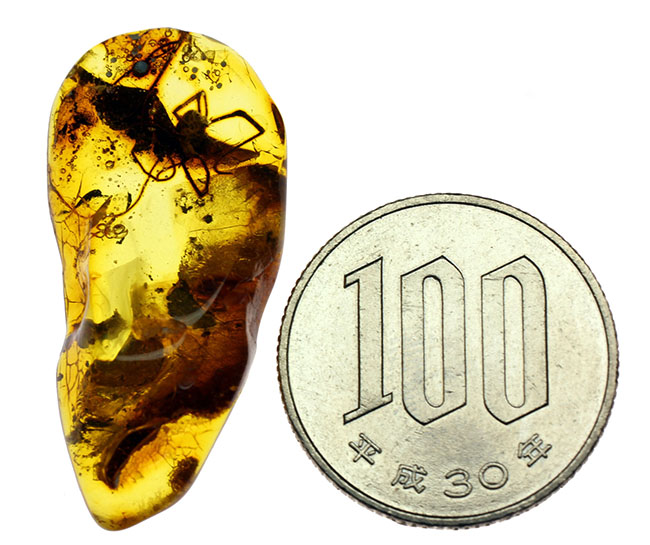 透明度高し、大きな蜘蛛が内包されたバルト海産の琥珀(Amber)(その14)