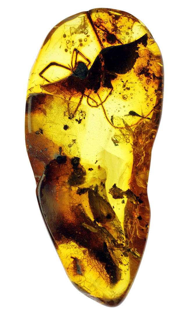 透明度高し、大きな蜘蛛が内包されたバルト海産の琥珀（Amber）（その2）