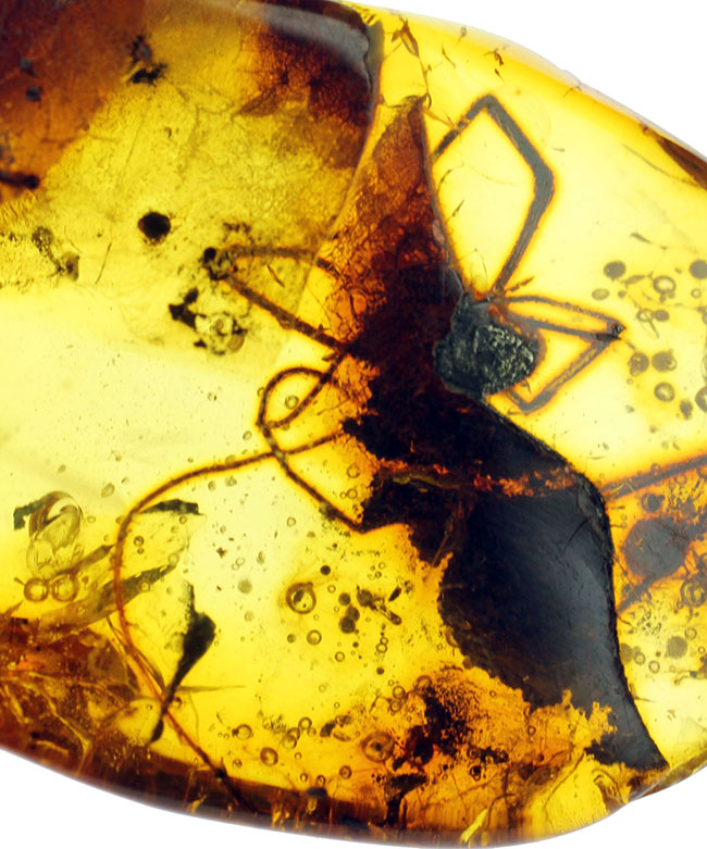 透明度高し、大きな蜘蛛が内包されたバルト海産の琥珀(Amber)(その3)
