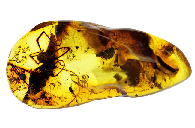 透明度高し、大きな蜘蛛が内包されたバルト海産の琥珀（Amber）（その4）