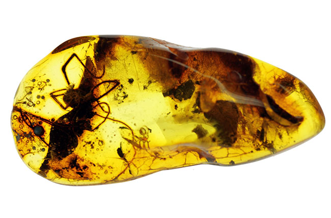 透明度高し、大きな蜘蛛が内包されたバルト海産の琥珀(Amber)(その4)