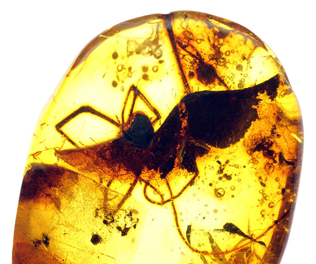 透明度高し、大きな蜘蛛が内包されたバルト海産の琥珀(Amber)(その5)