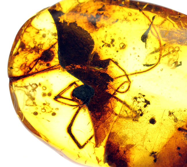 透明度高し、大きな蜘蛛が内包されたバルト海産の琥珀（Amber）（その6）