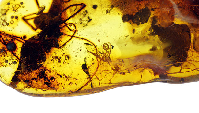 透明度高し、大きな蜘蛛が内包されたバルト海産の琥珀(Amber)(その7)