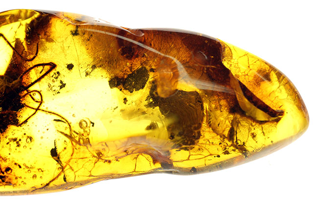 透明度高し、大きな蜘蛛が内包されたバルト海産の琥珀(Amber)(その8)