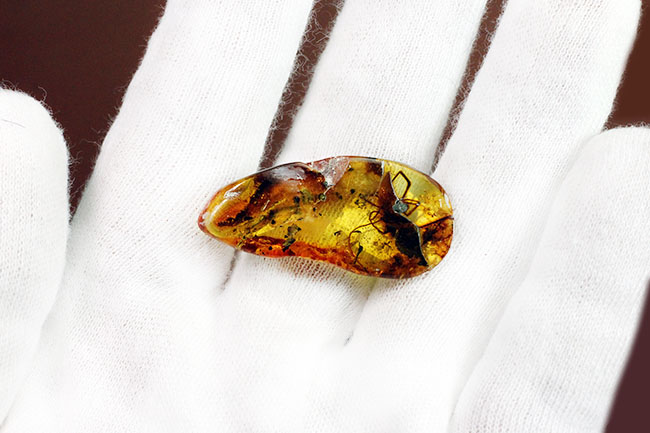 透明度高し、大きな蜘蛛が内包されたバルト海産の琥珀(Amber)(その9)