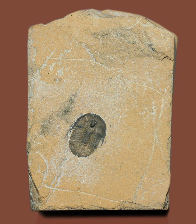 三葉虫コレクターに送るマニアック標本、ハイポストマが丸見えの、米国ユタ州産三葉虫セダリア・マイナー（Cedaria minor）（その8）