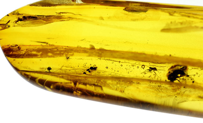 ビッグサイズ!4センチサイズのバルト海産虫入り琥珀(Amber)。クモを含む多数の虫が内包。(その10)