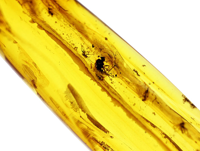 ビッグサイズ!4センチサイズのバルト海産虫入り琥珀(Amber)。クモを含む多数の虫が内包。(その11)