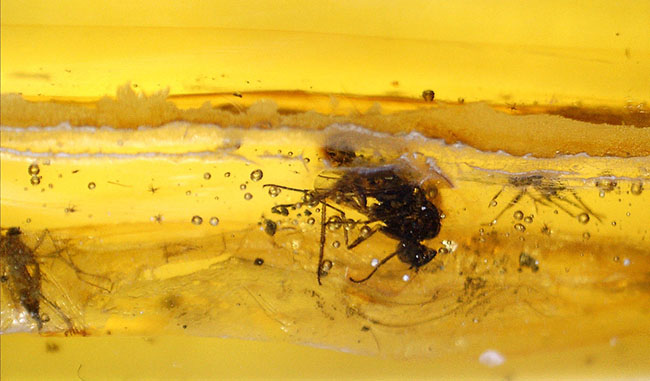 ビッグサイズ！４センチサイズのバルト海産虫入り琥珀（Amber）。クモを含む多数の虫が内包。（その12）