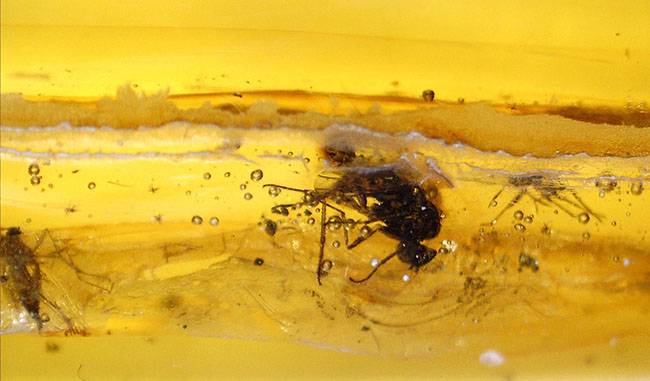 ビッグサイズ!4センチサイズのバルト海産虫入り琥珀(Amber)。クモを含む多数の虫が内包。(その12)