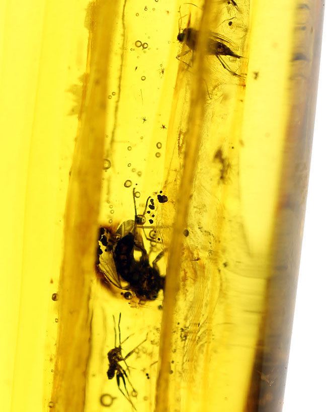 ビッグサイズ！４センチサイズのバルト海産虫入り琥珀（Amber）。クモを含む多数の虫が内包。（その3）