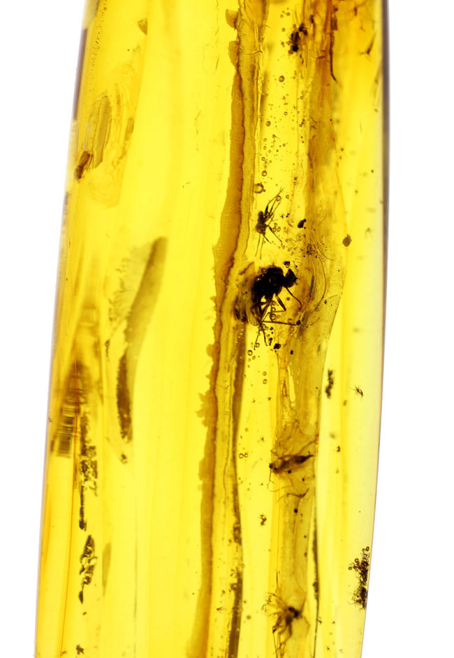 ビッグサイズ!4センチサイズのバルト海産虫入り琥珀(Amber)。クモを含む多数の虫が内包。(その4)