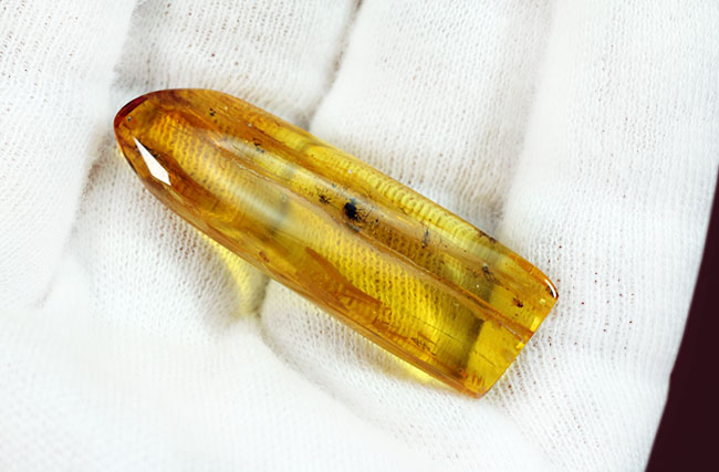 ビッグサイズ!4センチサイズのバルト海産虫入り琥珀(Amber)。クモを含む多数の虫が内包。(その6)